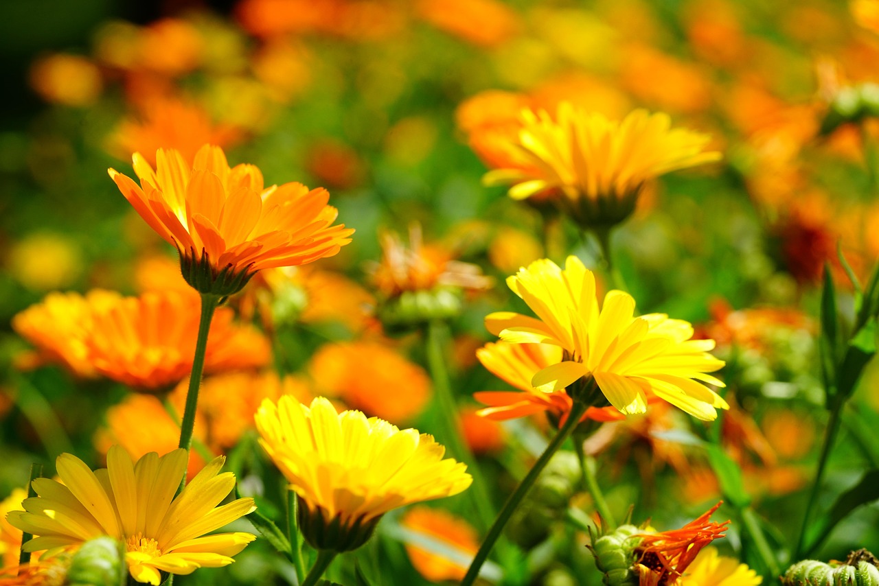 Marigold Essential