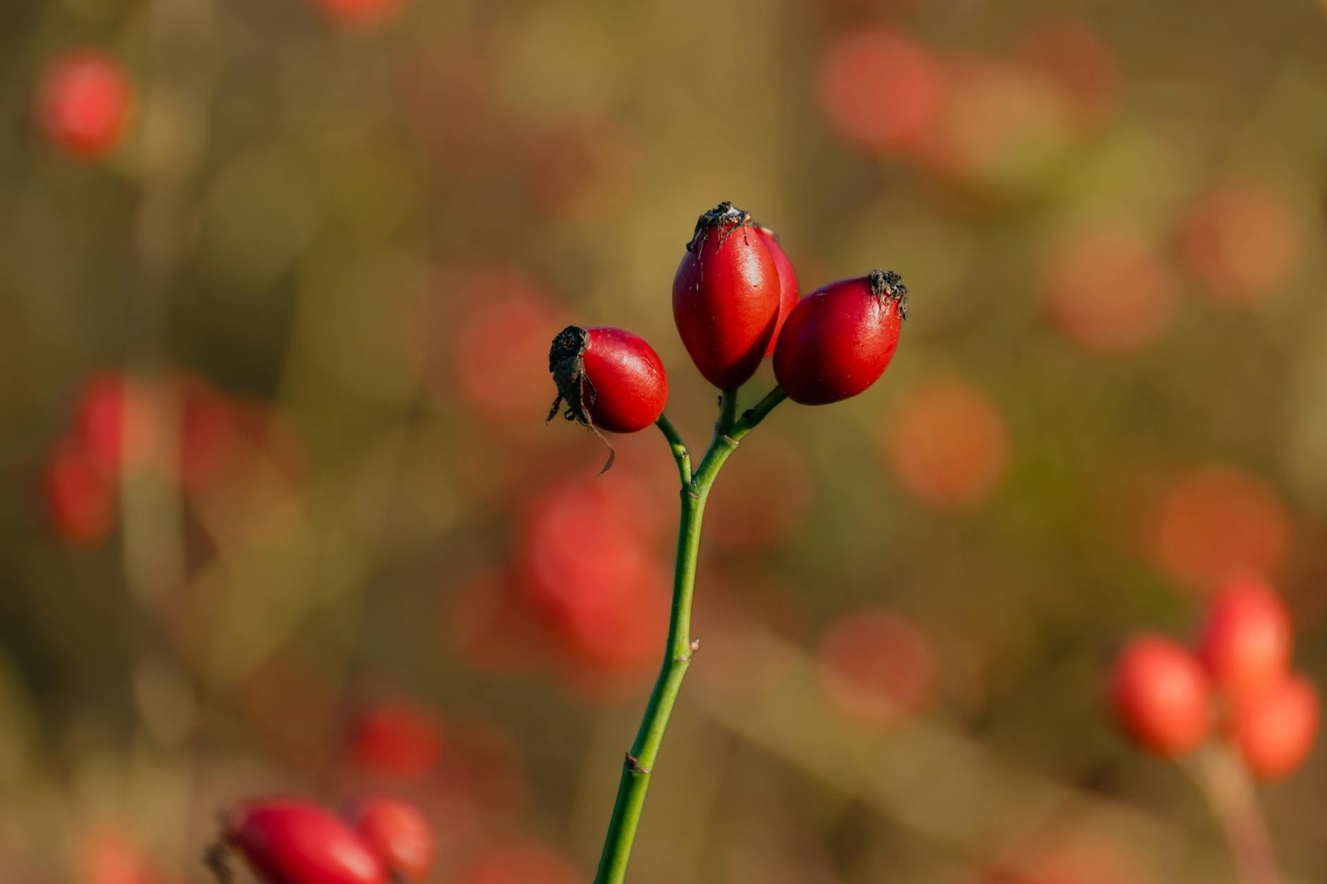 Rosa Patagonia - miniatura