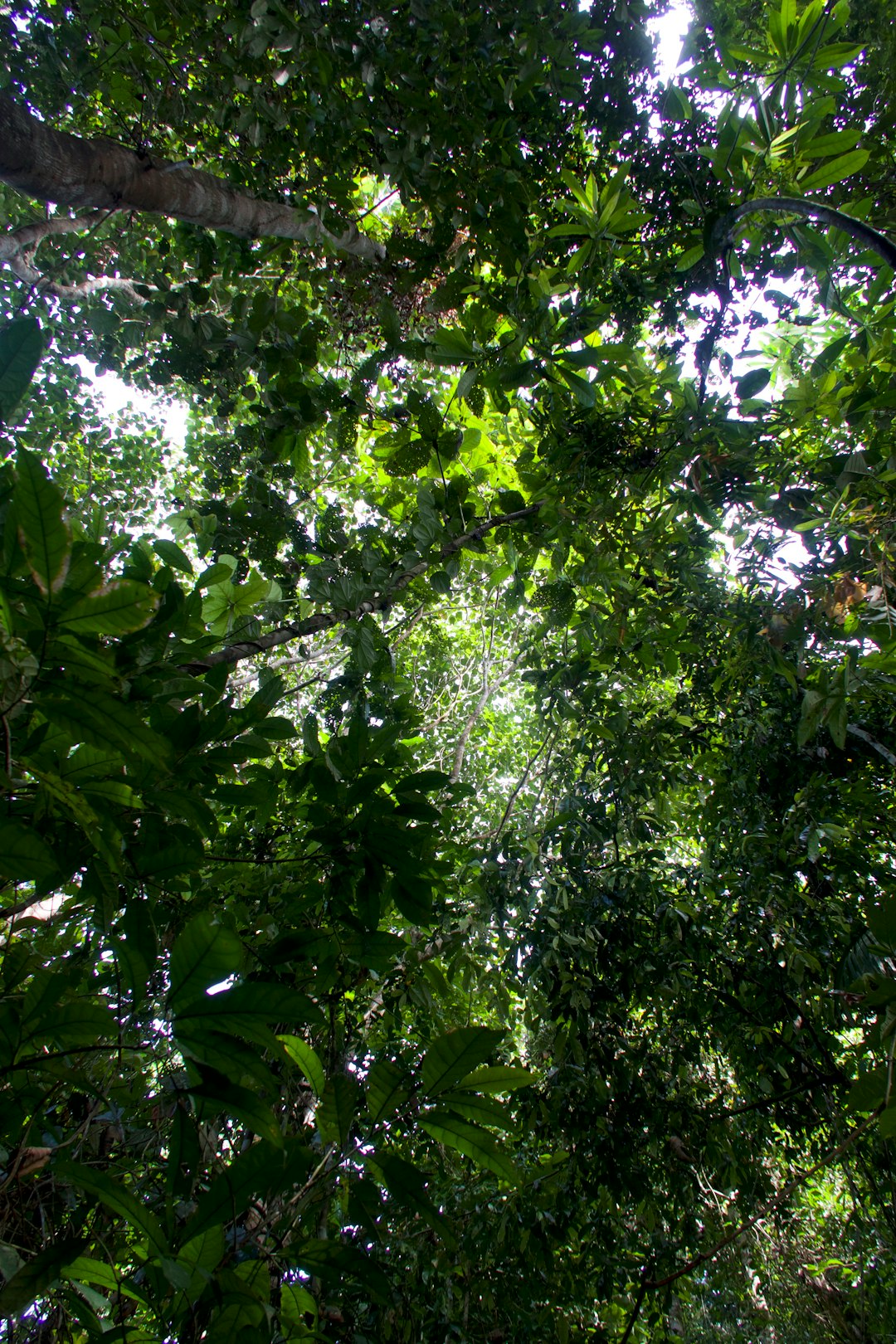Dossel da Amazônia — origem da Copaíba