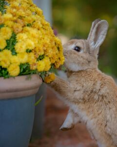 pexels-photo-28890766-28890766 Adorable conejito olisqueando con curiosidad flores amarillas en un jardín otoñal.
